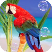 Parrots Live Wallpaper