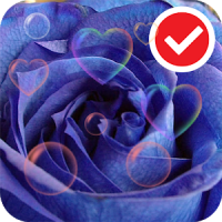 Blue Love Rose Flower LWP