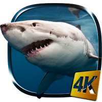 Requin 4K Fond d'écran animé