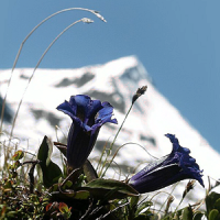The colorful Alpine Flowersie