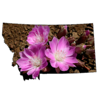 Montana Wildflowers