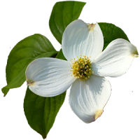 Virginia Wildflowers