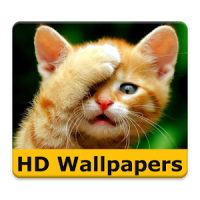Cat Wallpaper & lustige Bilder