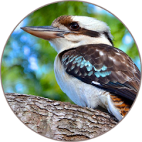 som Kookaburra