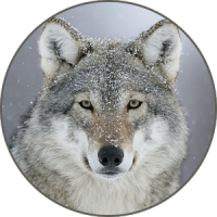 Gray wolf Sounds