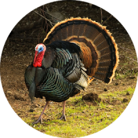 Turkey (Animal) Calling & Sounds