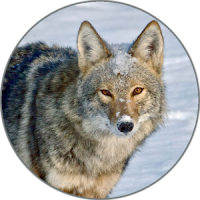 Coyote (Animal) Sounds