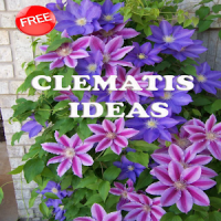 Clematis Ideas