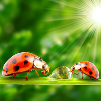 ladybug live wallpapers