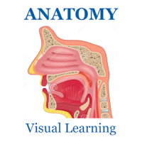 Anatomy Skeletal System Flashcard 2018