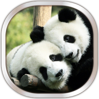 Panda Live Wallpaper