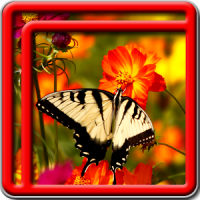 Best Butterfly Live Wallpapers