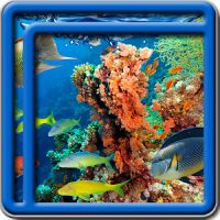 산호초 라이브 배경 화면