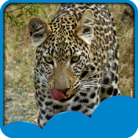 Leopard Live Wallpapers
