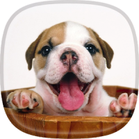 Puppy Live Wallpaper Pictures of Cute Puppies
