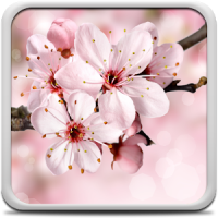 Kirschblüte Hintergrundbilder