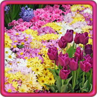 庭の花 ライブ壁紙 による無料ダウンロード Gardenflowerslivewallpaperbest