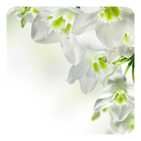 Fleurs blanches Fond Animé
