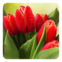 Tulipes Fond Animé