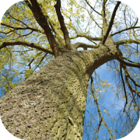 Bäume HD Hintergrundbilder