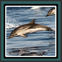 papeles pintados - delfines