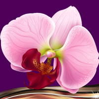 Orchid Photo Collage
