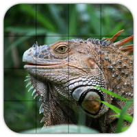 Tile Puzzles · Reptilien