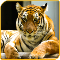 Fonds d'écran Tiger Offline