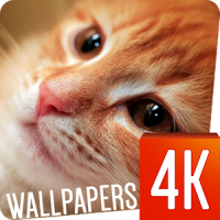 Cats wallpapers 4k