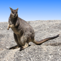 Australian Mammals