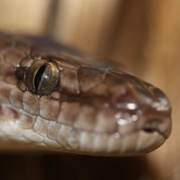 Australian Reptiles and Frogs