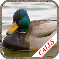 Llamadas de caza de patos: Sonidos aves acuáticas