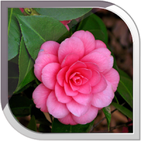 Camellias Live Wallpaper