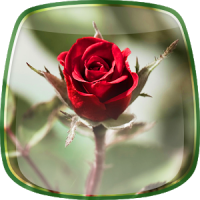 गुलाब के फूल लाइव वॉलपेपर