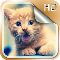 Kittens Live Wallpapers HD