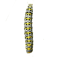 Caterpillar simulator