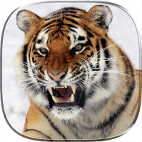Tiger 3D Live Wallpaper