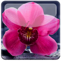 Nice Orchid Rest Live WP