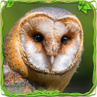 Furious Owl Simulator