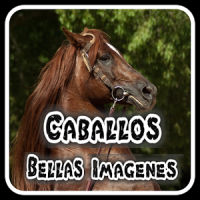 Caballos espanoles -imagenes de caballos finos