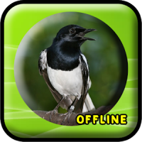 Suara Burung Kacer MP3 Offline