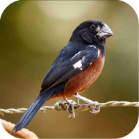 Bullfinch bird singing