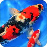 Koi Fish Wallpaper 3D