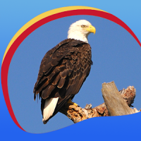 Eagle Live Wallpapers