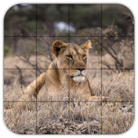 Tile Puzzles · Safari