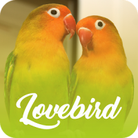 Master Kicau Lovebird Offline