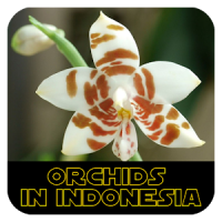 Orchids in Indonesia