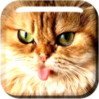 Purebred cats live wallpapers