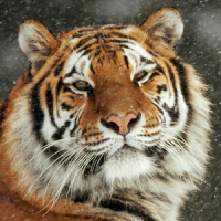 siberian tiger wallpaper