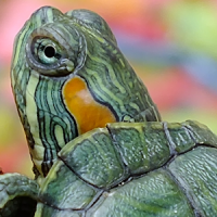 live wallpapers turtles